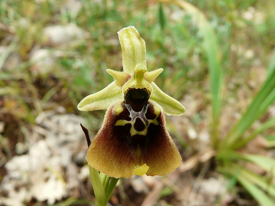 Ibrido: Ophrys fuciflora x O. lacaitae